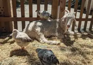 ferme pédagogique la ciotat